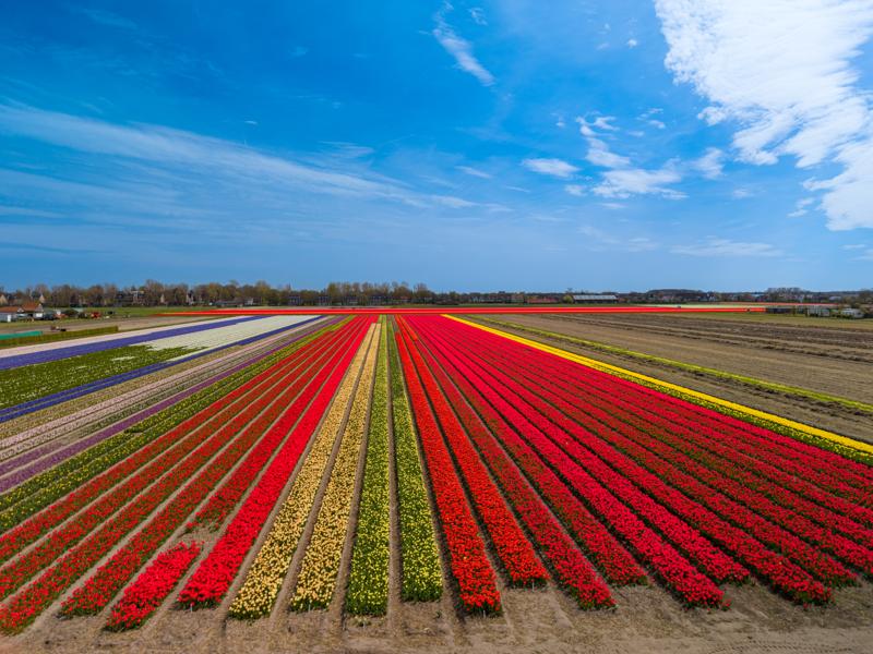 Flower fields around Lisse